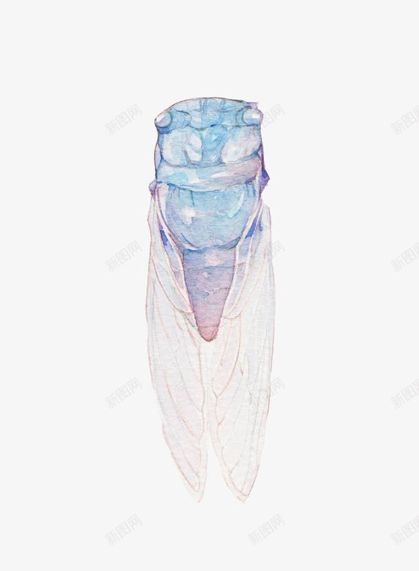 手绘水彩蝉png免抠素材_88icon https://88icon.com 手绘 水彩 虫 蝉