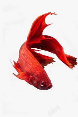 金鱼高清图片红色金鱼高清图片