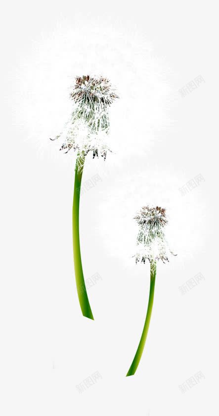 白色春天美景蒲公英png免抠素材_88icon https://88icon.com 春天 白色 美景 蒲公英 设计