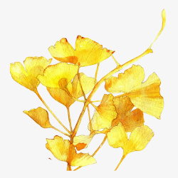 黄色的银杏叶素材