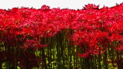 鲜艳的花朵鲜艳红色彼岸花海高清图片
