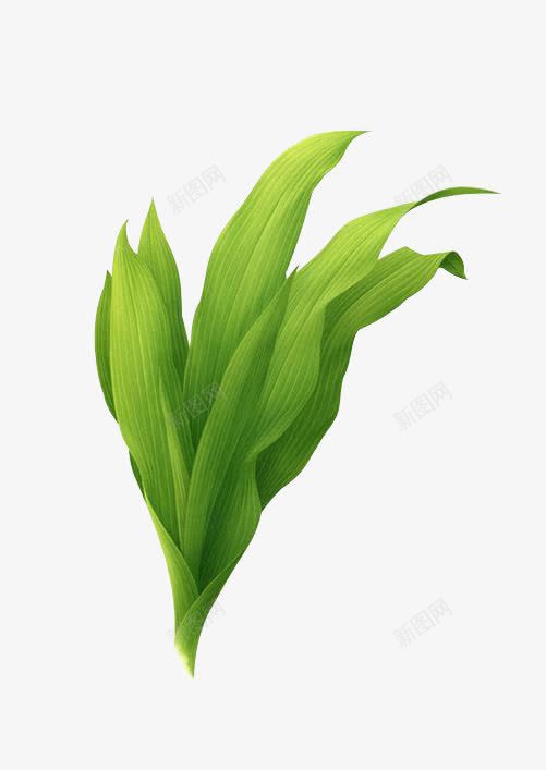 草绿色草春天一棵草png免抠素材_88icon https://88icon.com 一棵草 春天 草绿