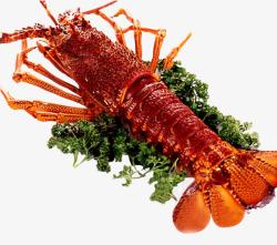 鲜美可口鲜美可口澳洲大龙虾高清图片