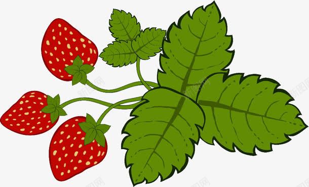 草莓果实与叶子png免抠素材_88icon https://88icon.com 丰收 叶子 手绘 春天 果实 结果 草莓 草莓叶子 草莓果实与叶子 草莓树 草莓树叶子