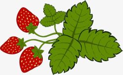 草莓果实与叶子素材
