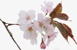 春日粉色的樱花素材