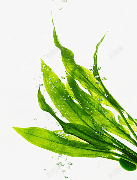 芦荟png免抠素材_88icon https://88icon.com 植物 绿色 阴影