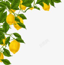 水彩绘柠檬树装饰素材