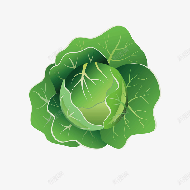 绿色甘蓝矢量图ai免抠素材_88icon https://88icon.com 植物 甘蓝 素材 绿色 矢量图