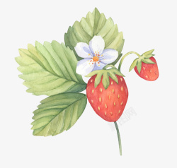 手绘图谱草莓花朵果实素材