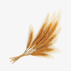 麦穗秸秆梦幻金色右偏带阴影一束麦穗高清图片