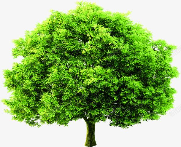 绿色植物大树景观茂密png免抠素材_88icon https://88icon.com 大树 景观 绿色植物 茂密