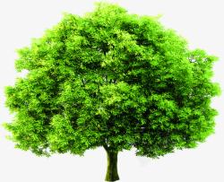 绿色植物大树景观茂密素材