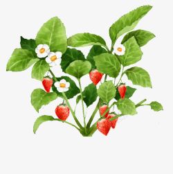 手绘水彩插画新鲜植物草莓与树叶素材