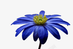 蓝色海葵花朵素材