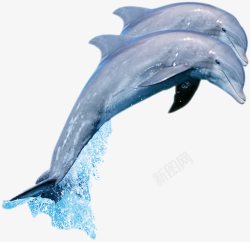 海底生物花纹海豚高清图片