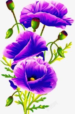 紫色牡丹蝴蝶兰高清图片