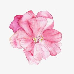 典雅花朵手绘粉色水芙蓉高清图片