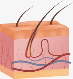 头皮人体头皮解剖面矢量图高清图片