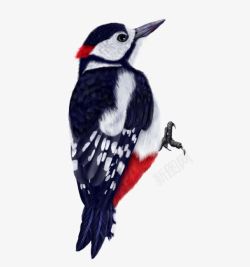 啄木鸟图案素材