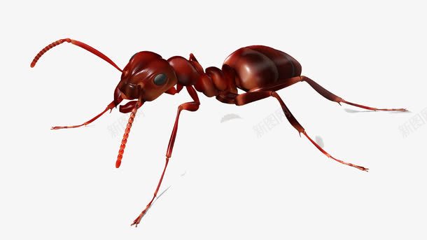 蚂蚁飞特网png免抠素材_88icon https://88icon.com 动物 励志蚂蚁 卡通 红色 红色蚂蚁 蚂蚁 蝼蚁 飞特网