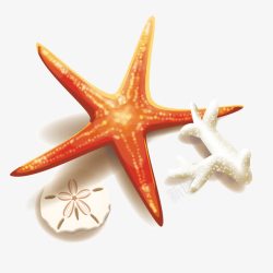 沙滩贝壳海星和珊瑚高清图片