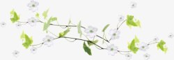 藤蔓类植物白花素材