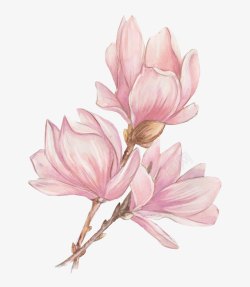 木兰花手绘粉色玉兰花高清图片
