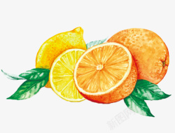 逼真水果矢量图柑橘和柠檬绘画高清图片