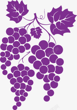 水果剪影紫色时尚黑加仑葡萄剪影矢量图高清图片