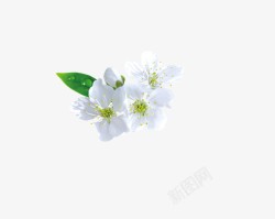 白色花朵素材