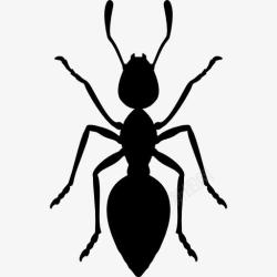 节肢动物蚂蚁图标高清图片