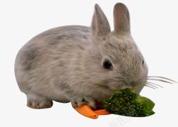 吃胡萝卜的兔子素材