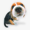 qq游戏图标可爱小狗桌面图标图标