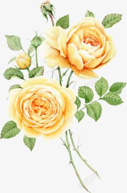 水彩手绘浅黄色玫瑰花素材