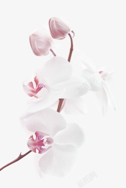 白色玉兰花花苞装饰图案素材
