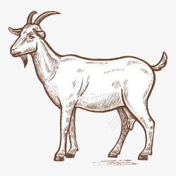 草食性动物羊手绘写实线描动物矢量图高清图片