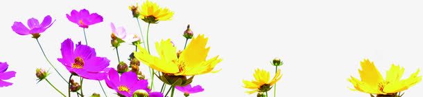 粉色黄色小花招聘海报png免抠素材_88icon https://88icon.com 招聘 海报 粉色 素材 黄色