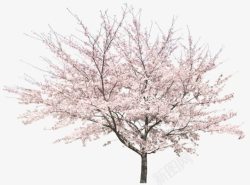 灿烂开放的樱花树素材