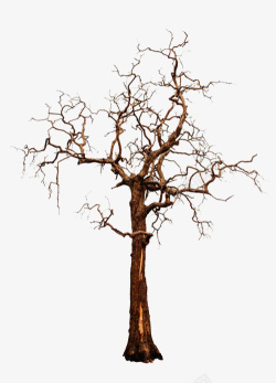棕色树根红棕色缠绕的树枝高清图片
