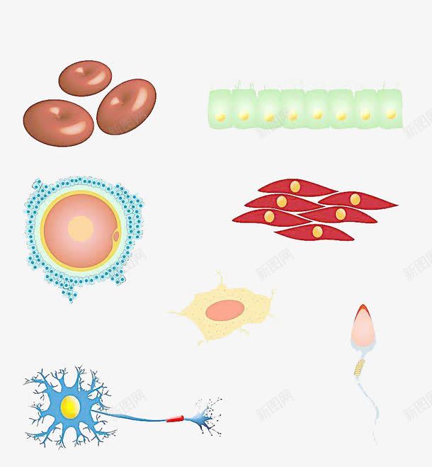 简约人体细胞图形png免抠素材_88icon https://88icon.com 人体 健康 医学细胞 研究 科研
