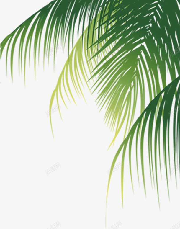 椰子树png免抠素材_88icon https://88icon.com 树叶 椰子树 椰树 海滩