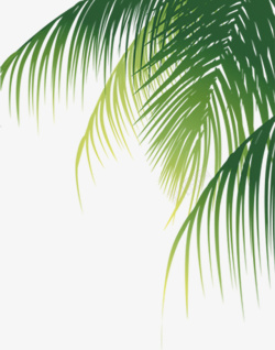 海滩椰子椰子树高清图片