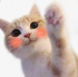 可爱猫咪脸红表情包素材