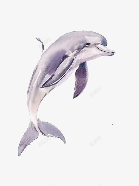 海豚png免抠素材_88icon https://88icon.com 手绘海豚 水彩海豚 海洋 海洋动物