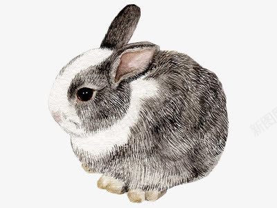 手绘兔子png免抠素材_88icon https://88icon.com 兔子 动物 卡通 卡通玩具 可爱 手绘兔子 插画 毛绒 毛绒玩具 灰色 萌 萌物
