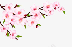 一枝美丽的樱花出墙来素材