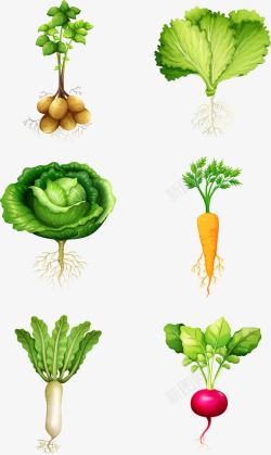新鲜配送绿色种植蔬菜高清图片