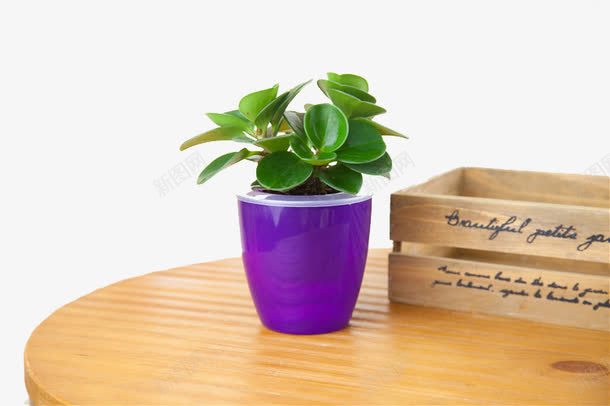 桌子上的盆景图案png免抠素材_88icon https://88icon.com 木桌 木盒 植物盆景 紫色花盆