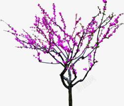 紫色美景春天梅花盛开素材